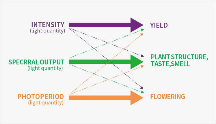 How light spectrum affects plants growth