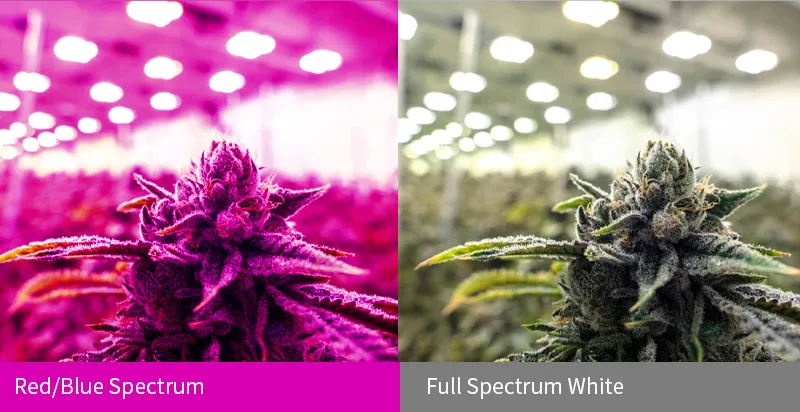 Red/Blue spectrum and full spectrum white control grow
