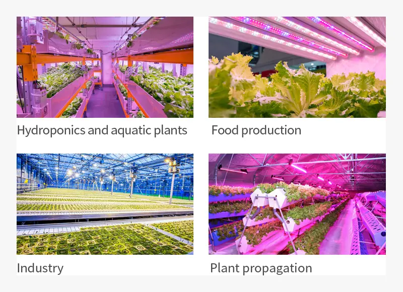 Application of Quantum Board LED grow lights