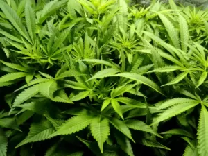 Effects Of Plant Light On Different Stages Of Plant Growth And Development