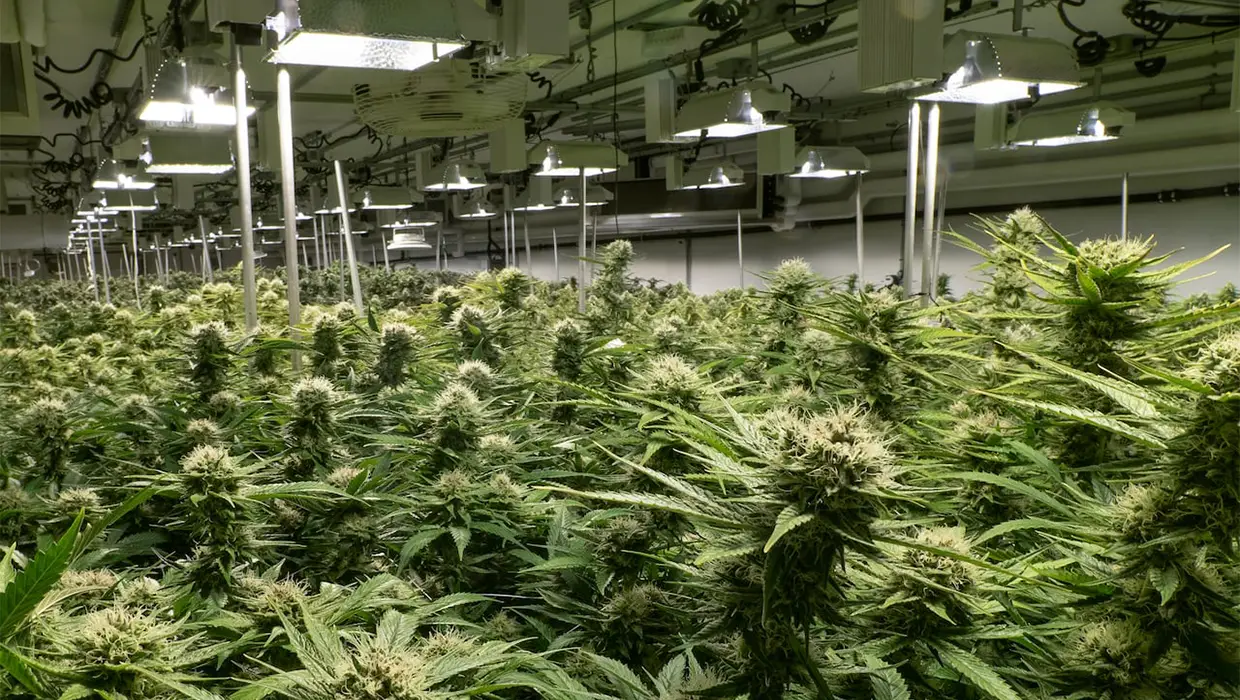 выращивание марихуаны в закрытых помещениях