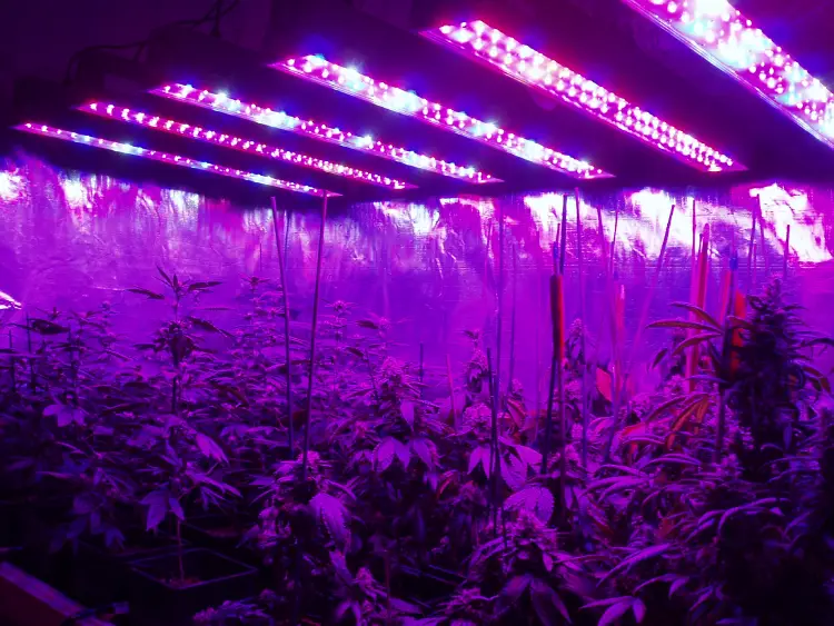 Выращивание марихуана свет скачать мобильный тор браузер гирда