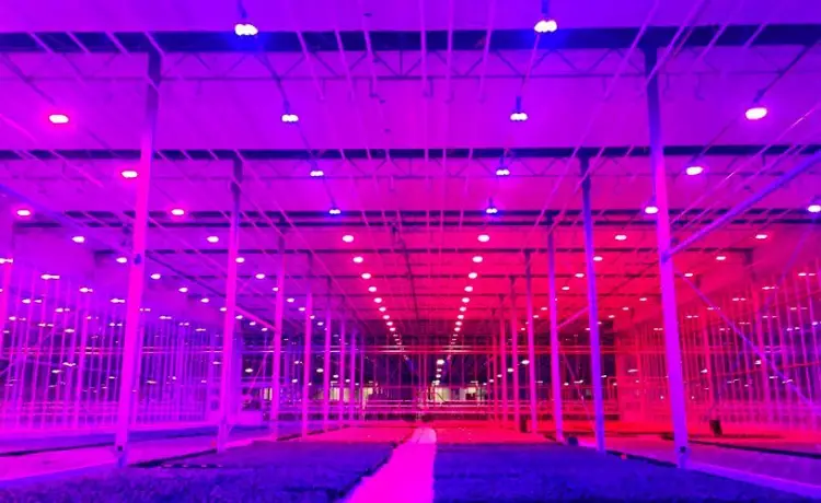 Is Full spectrum LED grow light harmful to human?