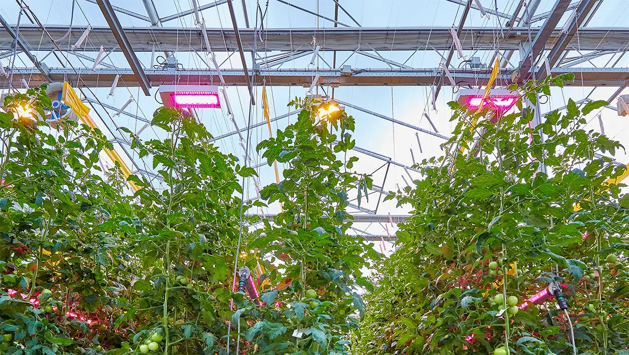 Méthodes de distribution de la lumière LED des plantes pour 14 types de plantes nécessaires à l'éclairage des plantes