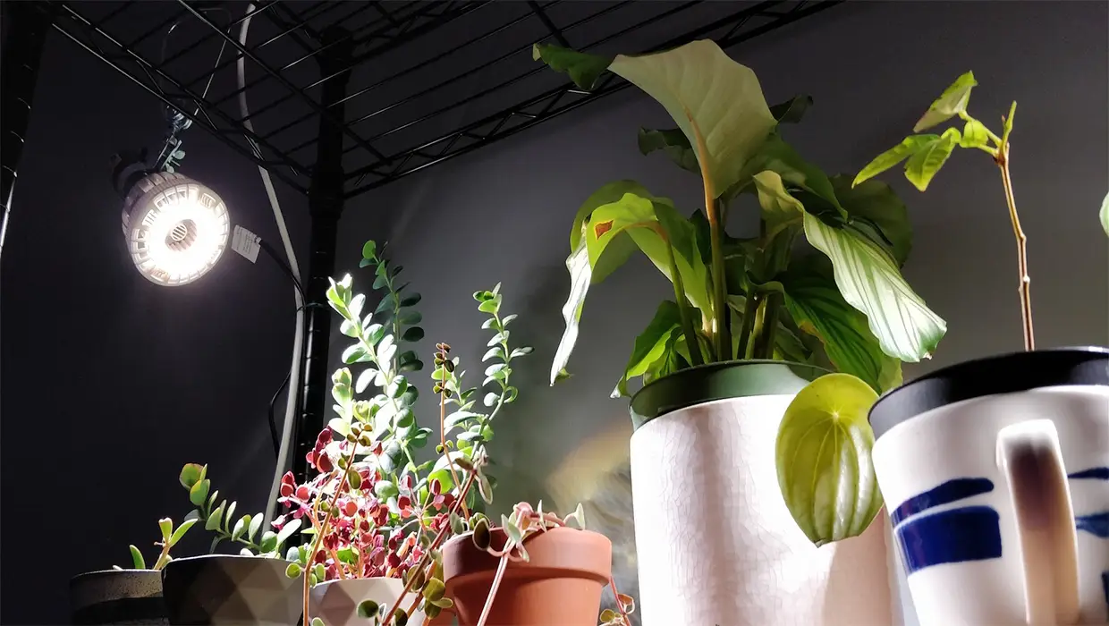 Plant light - led plant light and fluorescent light