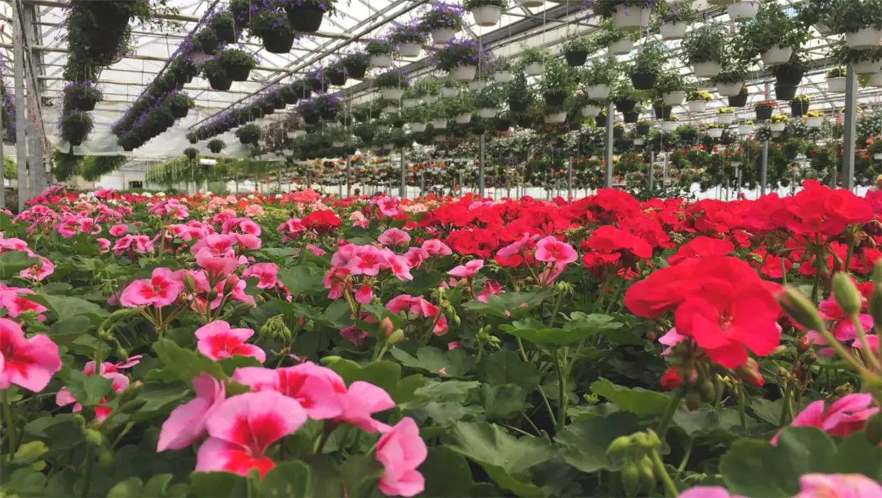 What effect does LED plant grow light have on flowers