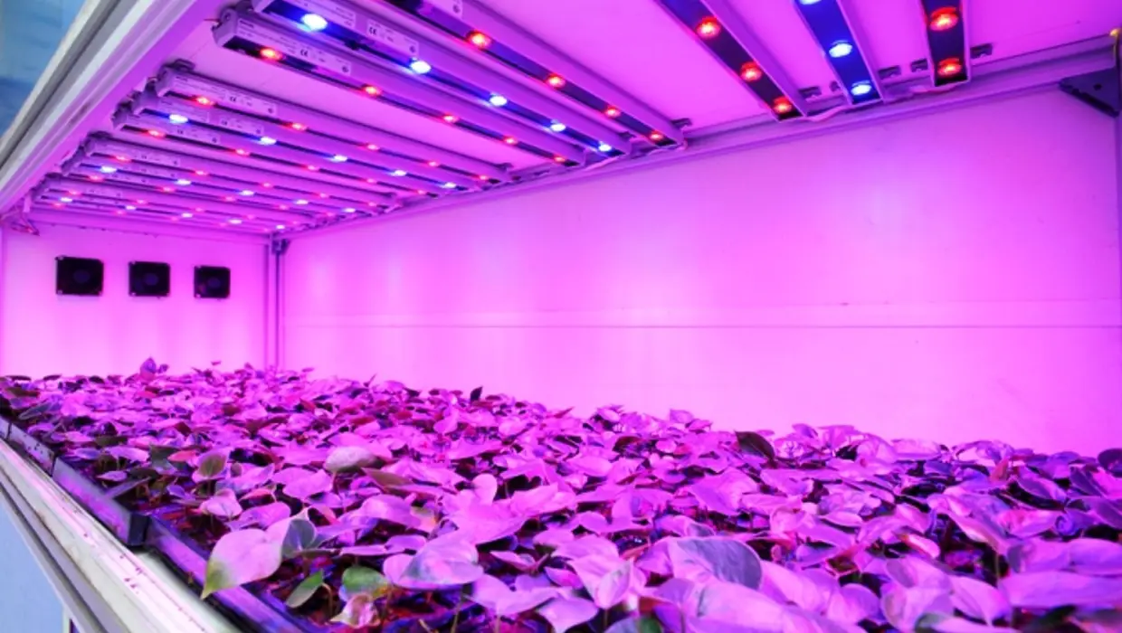 What is red and blue LED grow light