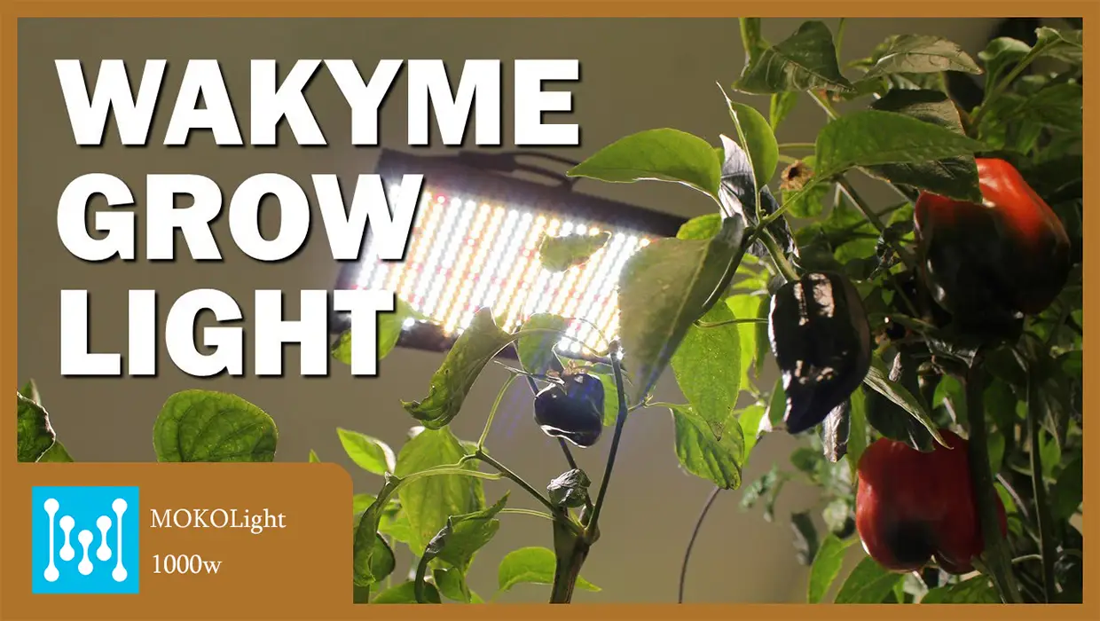 What is the technology of light distribution and heat dissipation of 1000w LED light