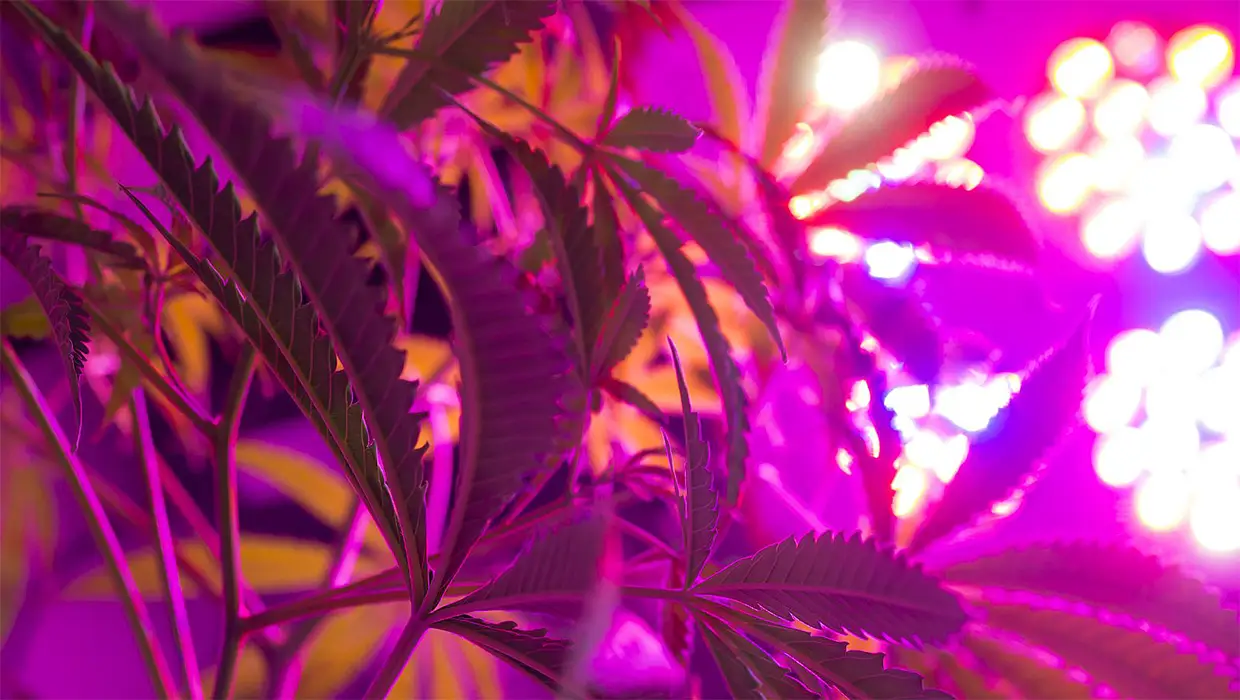 How does the spectrum of led Cannabis light affect the growing industrial Cannabis plants