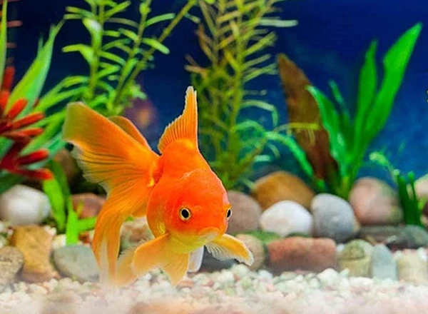 fish aquarium supplies online Online Shopping