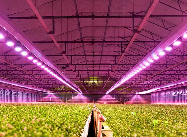 Wählen Sie die besten LED-Gartenbauleuchten