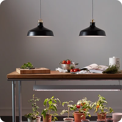 Indoor Planting