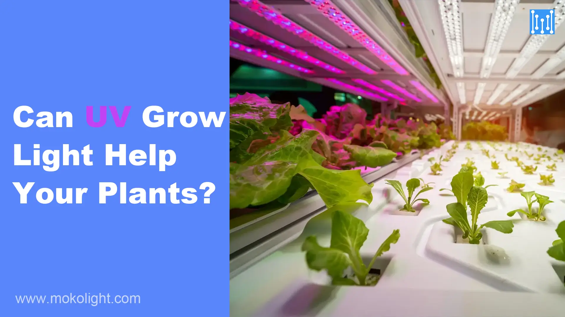 Can UV Grow Light Help Your Plants? MOKOLight