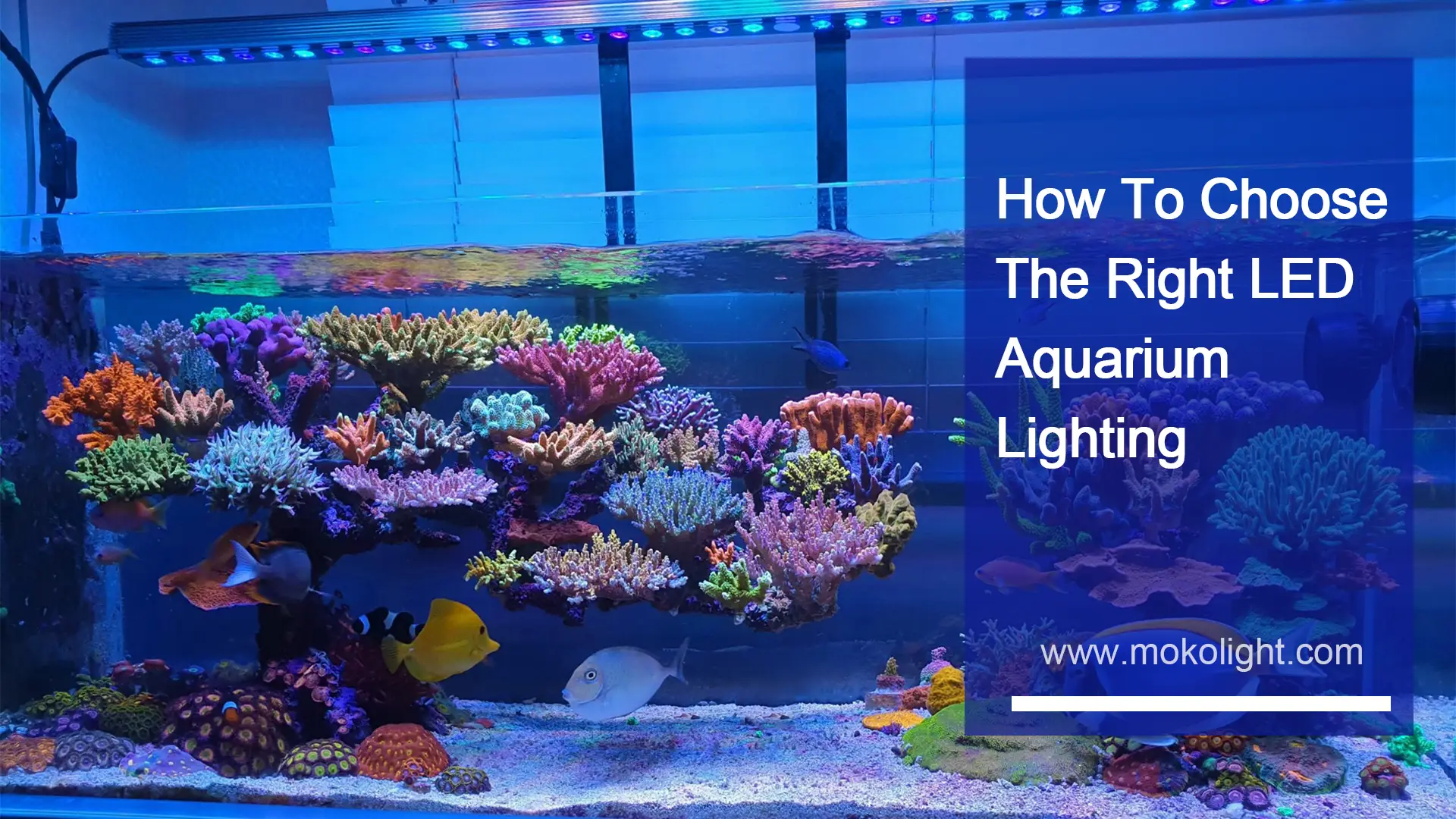 How To Choose The Right LED Aquarium Lighting mokolight