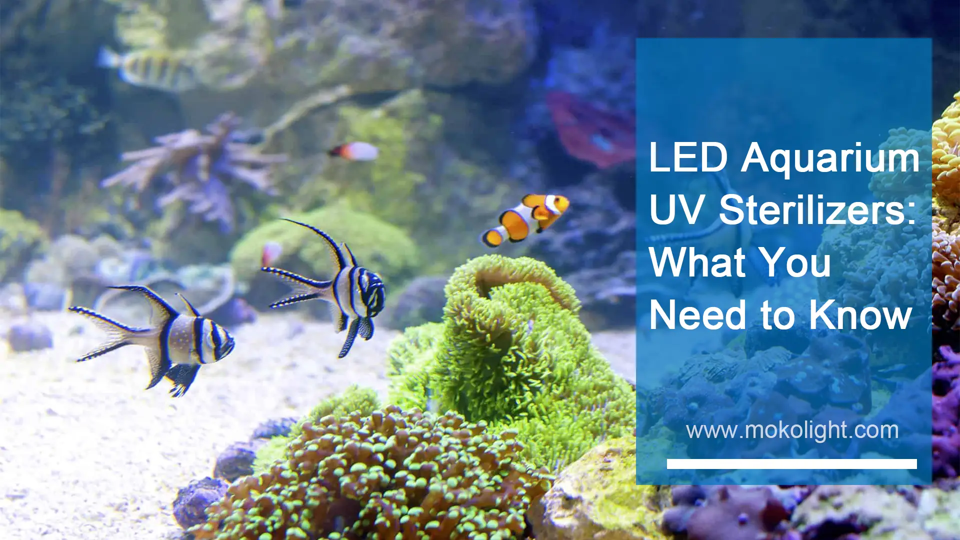 Esterilizadores UV LED para acuarios Lo que necesitas saber mokolight