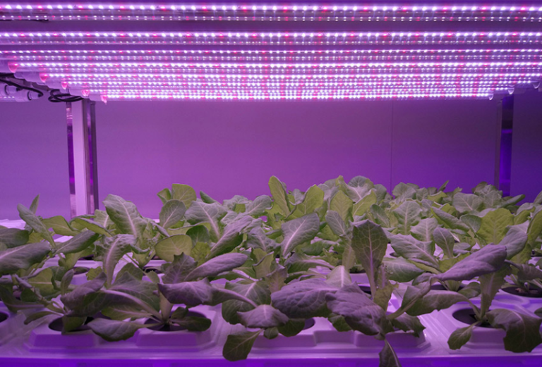 Can UV Grow Light Help Your Plants? MOKOLight