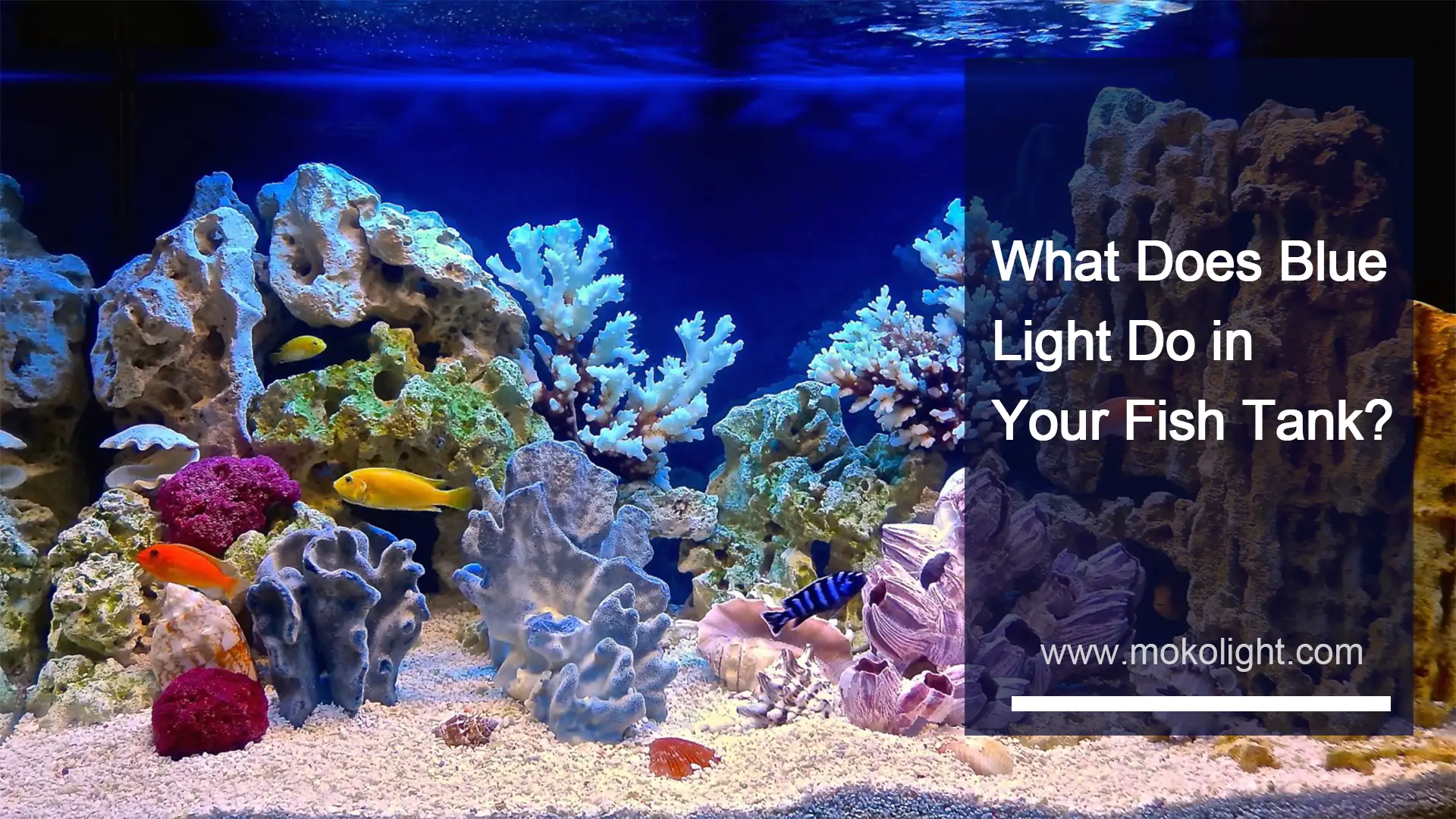 Que fait la lumière bleue dans votre aquarium? - mokolight