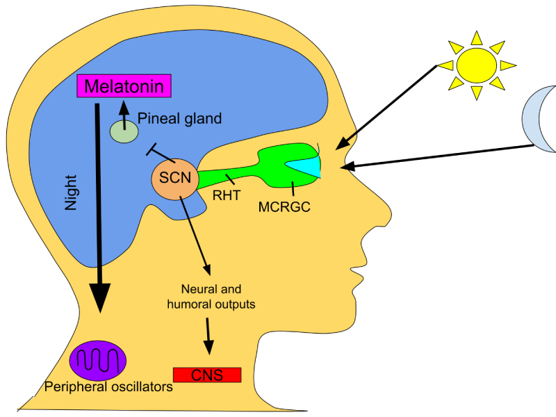 How Light Activates Circadian Rhythms
