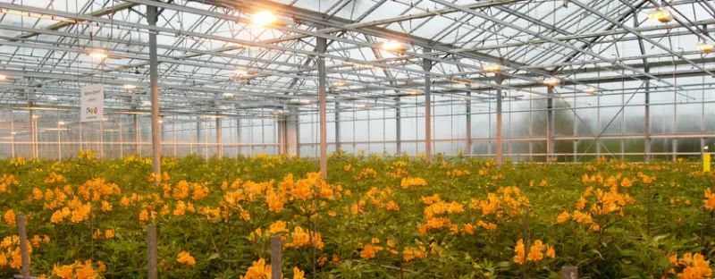 How to Choose a Reliable Greenhouse Grow Lights Manufacturer?