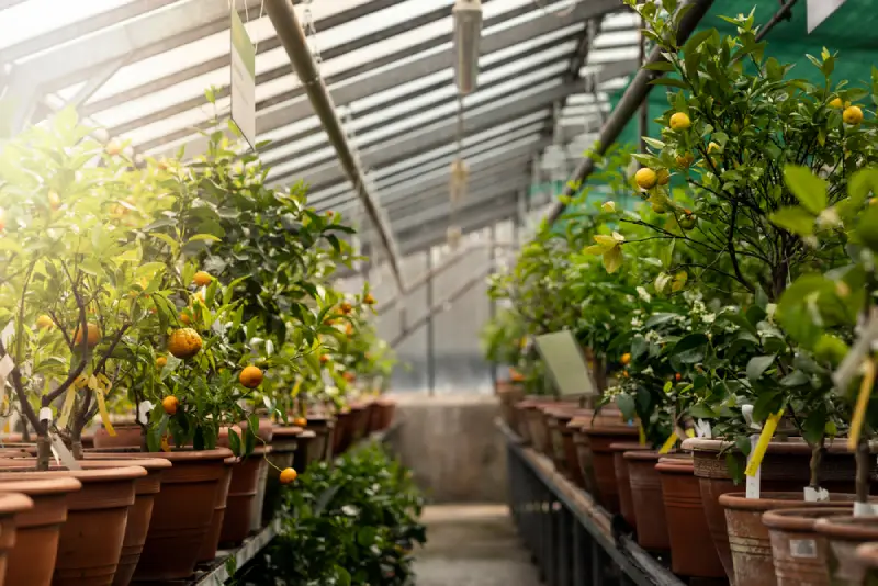 What to Consider When Buying Greenhouse Grow Lights?