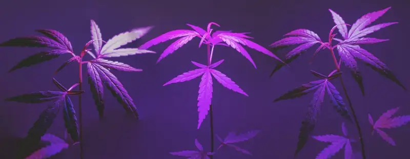 Vegetative Stage