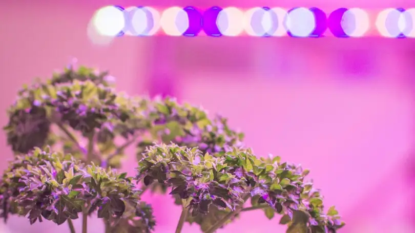 White LEDs vs. Variable Spectrum LEDs: efficiency