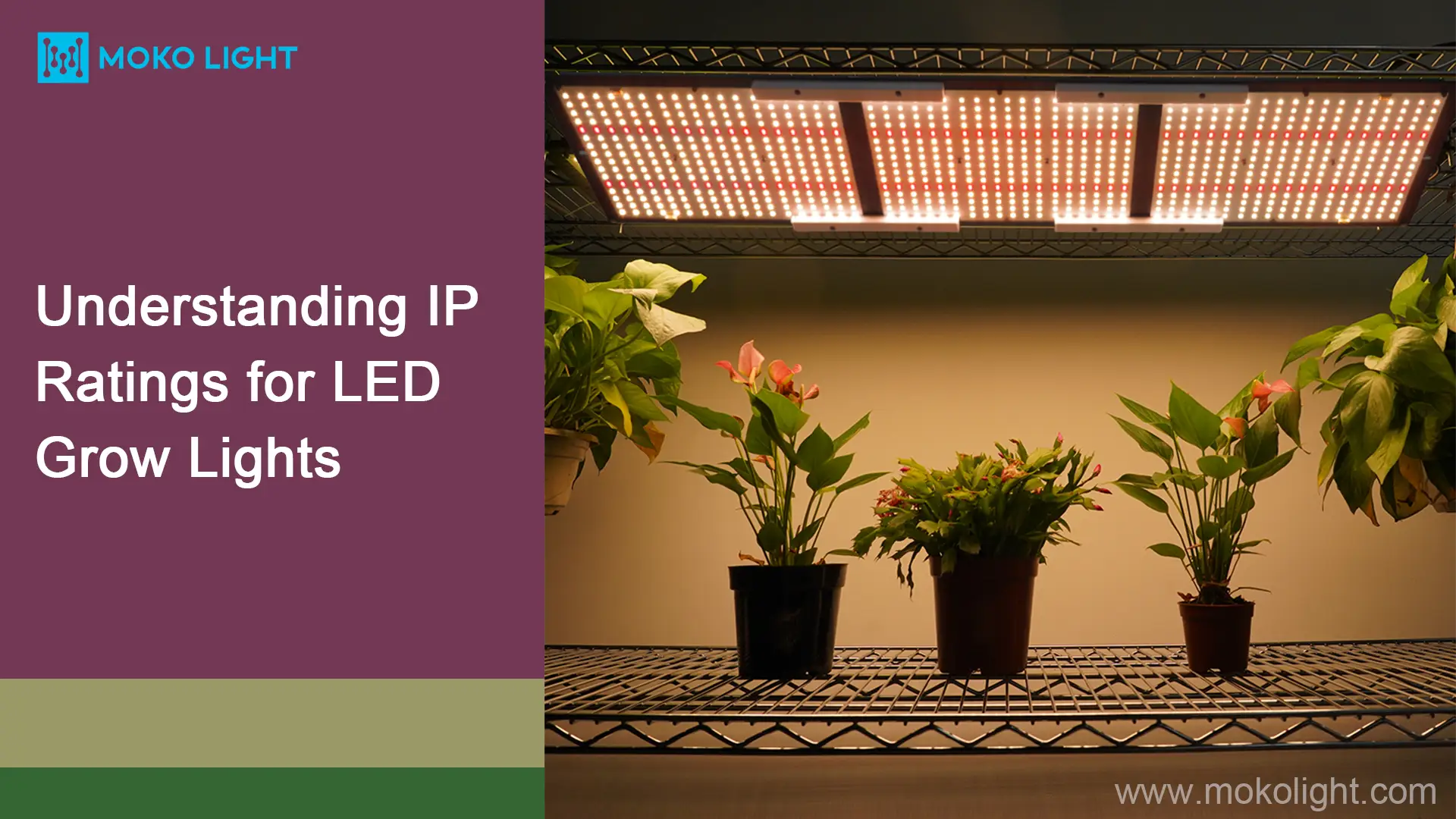 Understanding IP Ratings for LED Grow Lights mokolight