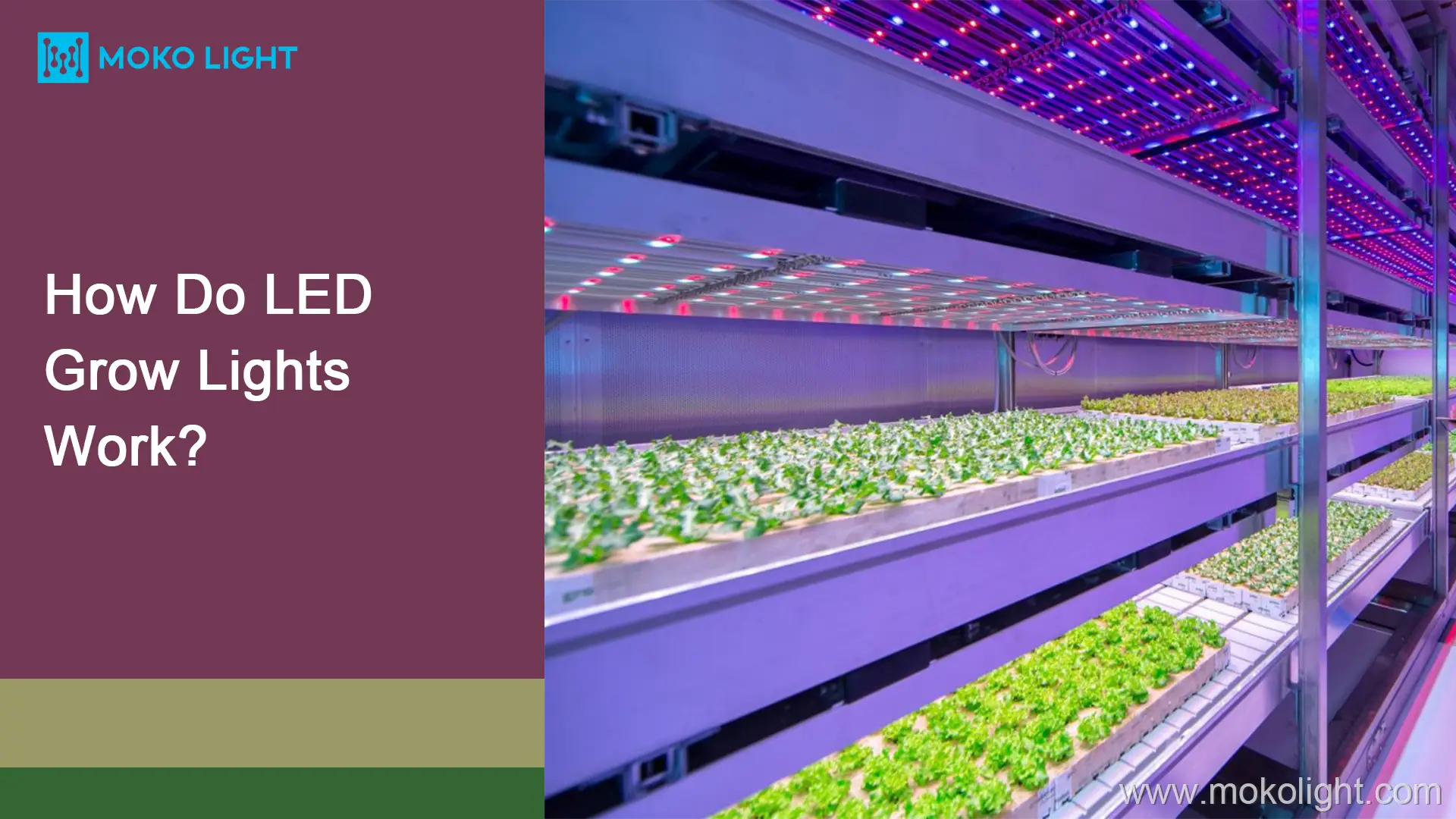 How Do LED Grow Lights Work? mokolight