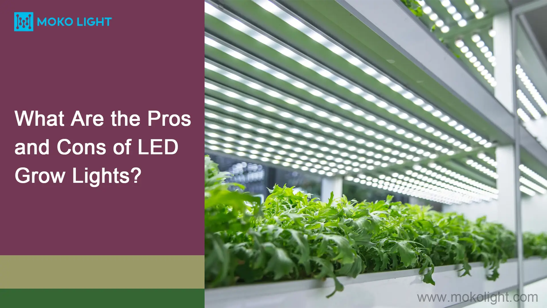 What Are the Pros and Cons of LED Grow Lights?