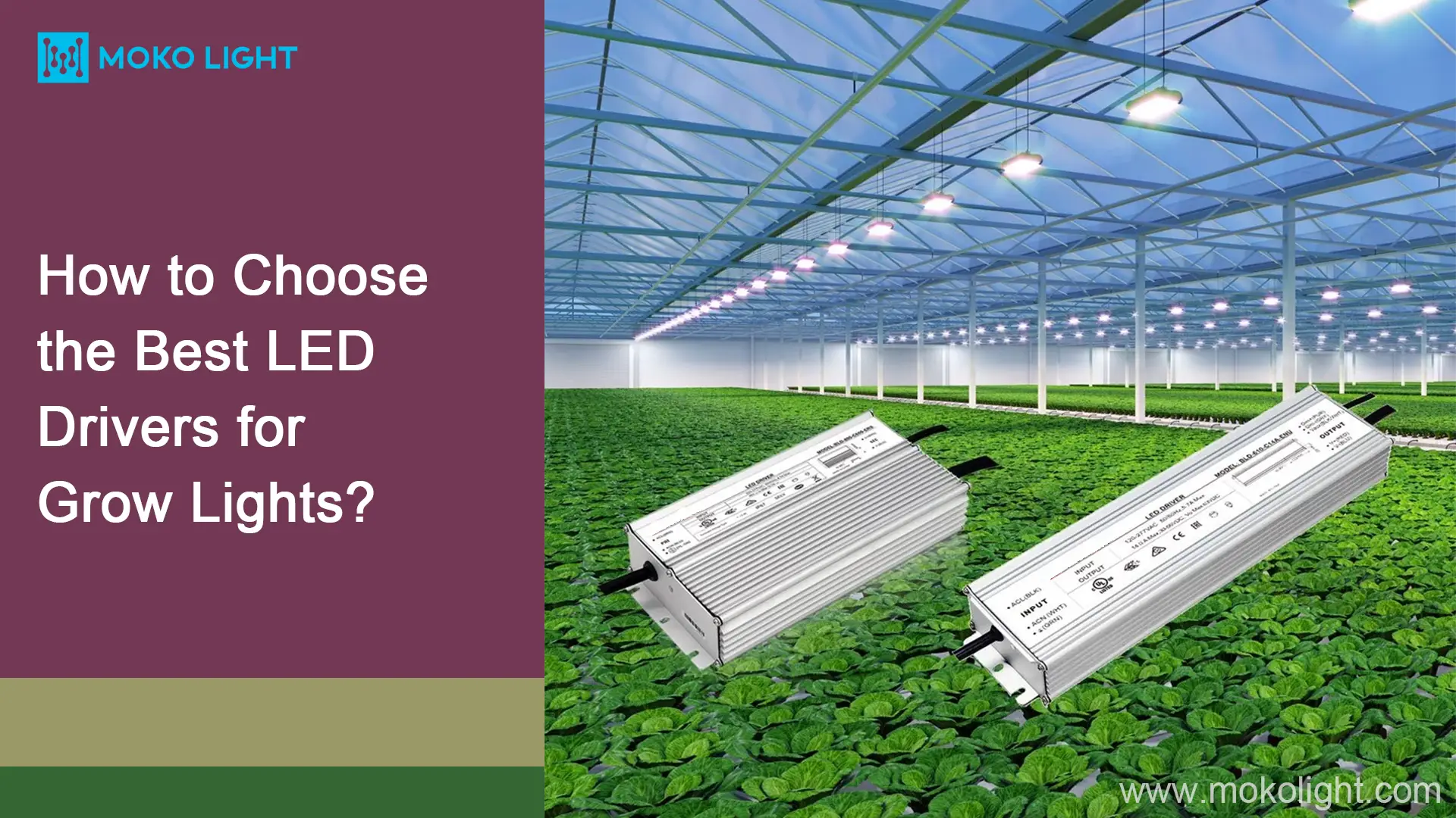 How to Choose the Best LED Drivers for Grow Lights?